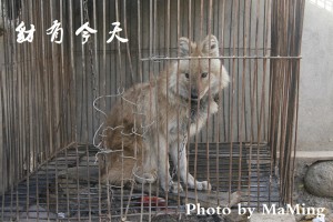 isabelline hesperius of Kunlun, 2008 科学网-豺的故事—— Dhole (Cuon alpinus)-马鸣的博文095128ms4kd8i4p02kive4